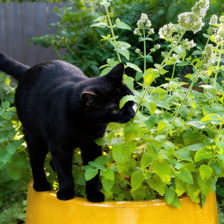 Common, Catnip Seed - Packet image number null